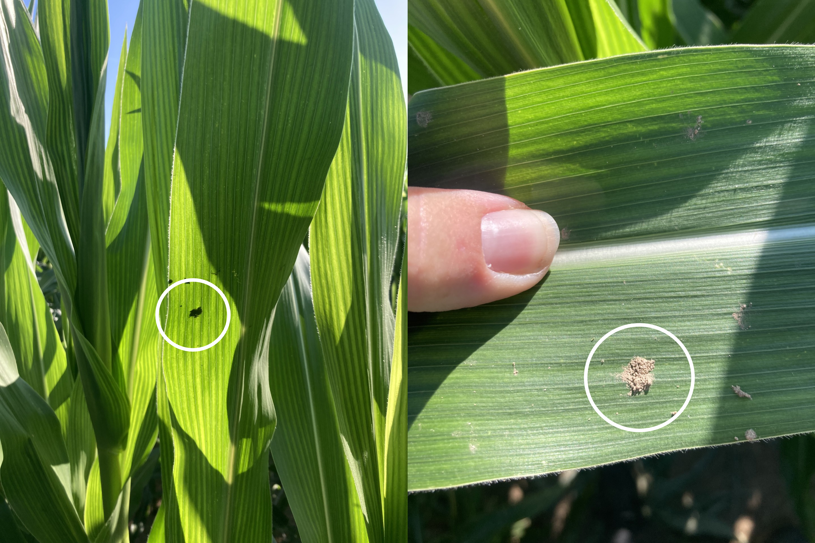 Two-panel image showing signs of western bean cutworm (WBC) in corn. Left: WBC moth silhouette on the underside of a corn leaf. Right: Frass (insect waste) on a corn leaf, indicated by a circle, with a person&rsquo;s finger for scale.
